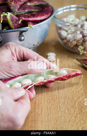 Podding appena raccolto fagioli borlotti in cucina. Foto Stock