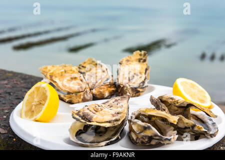 Una mezza dozzina di ostriche con un limone su una piastra di plastica di mangiare all'aperto vicino al mare Foto Stock