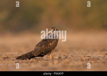 Montagu's Harrier femmina (Circus pygargus) sul suolo Foto Stock