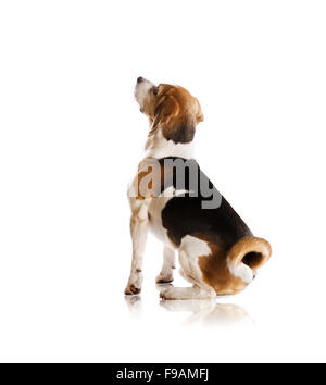 Il cane è in posa di studio - isolato su sfondo bianco Foto Stock