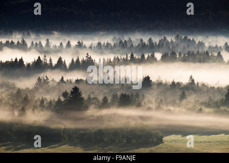 Nebbia di mattina su Puppiger Au nella Riserva Naturale di Isarauen, Wolfratshausen, Alta Baviera, Baviera, Germania Foto Stock