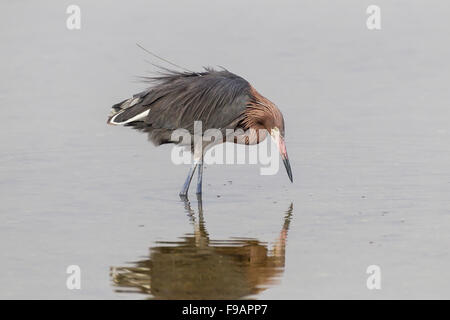 Reddish garzetta (Egretta rufescens), rovistando in acqua, GV 'Ding' Darling National Wildlife Refuge, Sanibel Island, Florida, Stati Uniti d'America Foto Stock