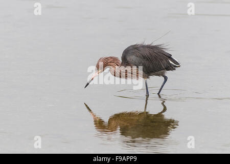 Reddish garzetta (Egretta rufescens), rovistando in acqua, GV 'Ding' Darling National Wildlife Refuge, Sanibel Island, Florida, Stati Uniti d'America Foto Stock