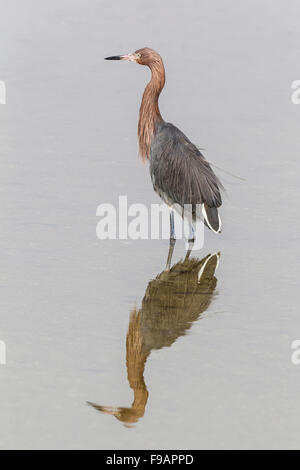 Reddish garzetta (Egretta rufescens) in piedi in acqua, riflessione, GV 'Ding' Darling National Wildlife Refuge, Sanibel Island Foto Stock