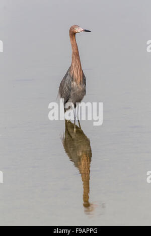 Reddish garzetta (Egretta rufescens) in piedi in acqua, riflessione, GV 'Ding' Darling National Wildlife Refuge, Sanibel Island Foto Stock