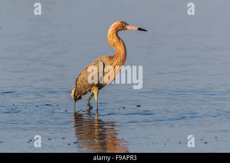 Reddish garzetta (Egretta rufescens) in piedi in acqua, Sanibel, Florida, Stati Uniti d'America Foto Stock