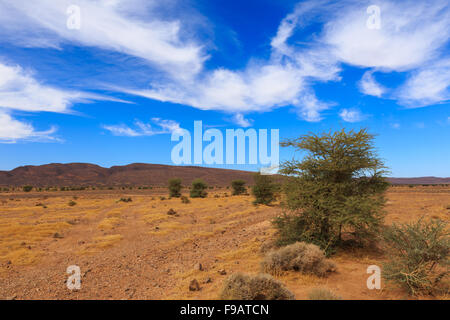 Acacia nel deserto del Sahara Foto Stock