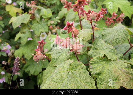 Arbusto Thimbleberry con la maturazione dei frutti che crescono in BC Canada Foto Stock