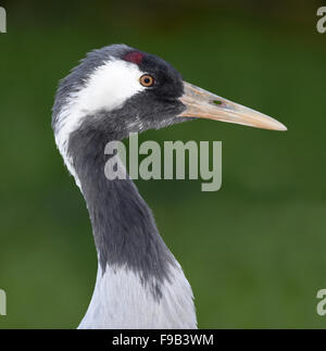 Comune - Gru grus grus Foto Stock