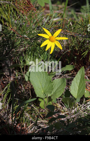 Cuore lasciato arnica Arnica cordifolia crescente nella foresta di conifere in Alberta Canada Foto Stock