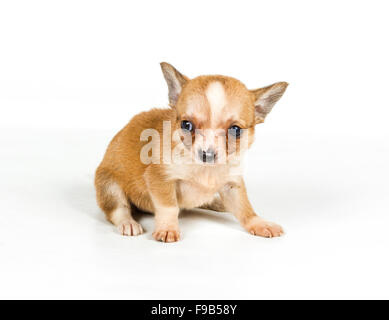 Chihuahua cucciolo (3 mesi) davanti a uno sfondo bianco Foto Stock