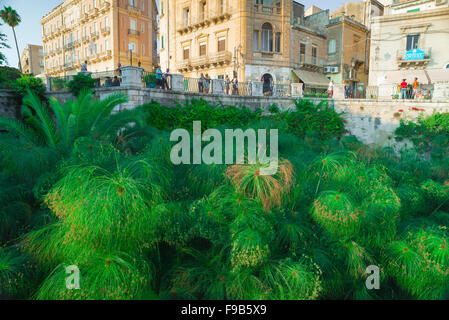 Fonte Aretusa Siracusa, vista sul papiro che cresce nella storica Fontana di Aretusa, Ortigia, Siracusa Sicilia. Foto Stock