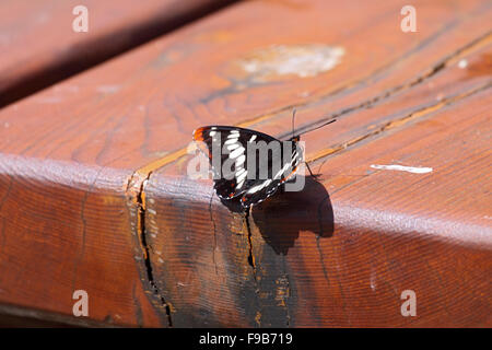 Lorquins admiral a riposo sul banco di picnic a Vancouver Island Foto Stock