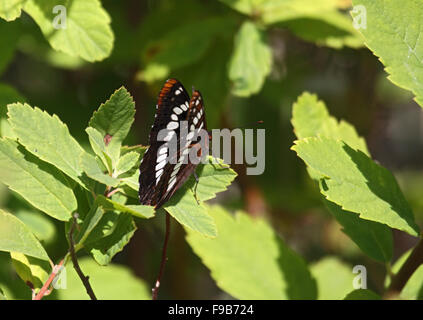 Lorquins admiral a riposo sulla foglia sull isola di Vancouver Foto Stock