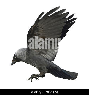 La Cornacchia - Corvus monedula Foto Stock