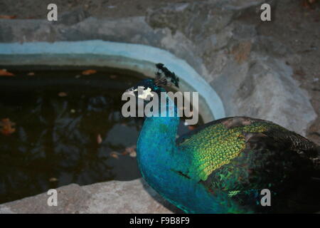 Peacock, piume, ventilatore, sfondo, bird, Albino, splendida, unica, maschio, pollame, elegante cornice, eleganza, aviarie, romana Foto Stock