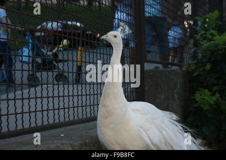 Peacock, bianco, giù, ventilatore, sfondo, bird, Albino, splendida, unica, maschio, pollame, elegante cornice, eleganza, aviarie, romana Foto Stock