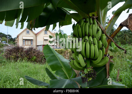 Piante di Banana in Barbados Indie ad ovest dei Caraibi Foto Stock