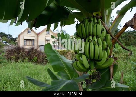 Piante di Banana in Barbados Indie ad ovest dei Caraibi Foto Stock