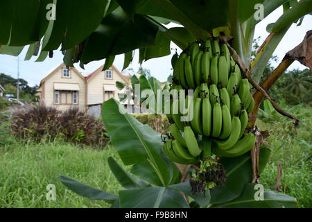 Piante di Banana in Barbados Indie ad ovest dei Caraibi Foto Stock