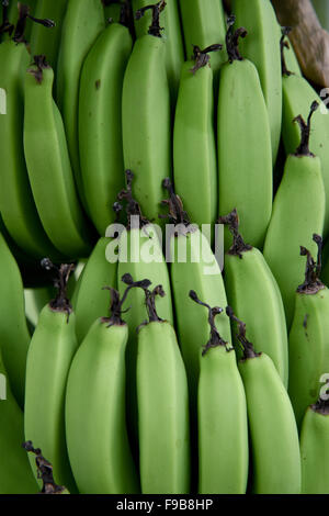 Piante di Banana in Barbados Indie ad ovest dei Caraibi Foto Stock