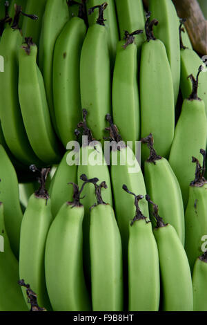 Piante di Banana in Barbados Indie ad ovest dei Caraibi Foto Stock