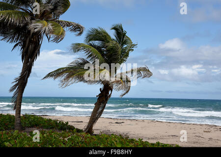 Barclay park in Barbados Caraibi Foto Stock