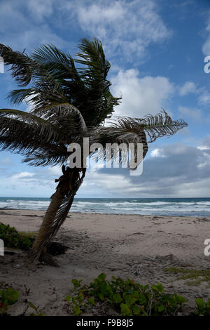 Barclay park in Barbados Caraibi Foto Stock