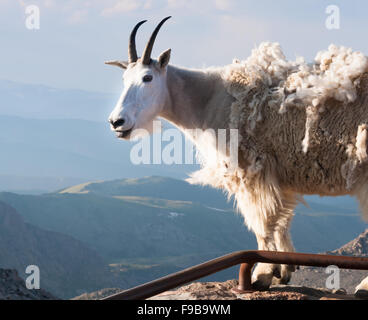 Capre di montagna mostra la linguetta Foto Stock