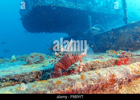 Diavolo firefish (Pterois miles) vicino al relitto della nave, Maldive Foto Stock