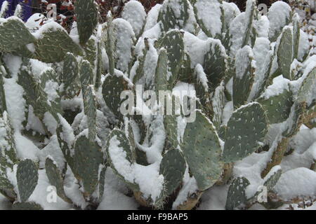 Ficodindia Cactus nella neve a Sedona in Arizona USA Foto Stock