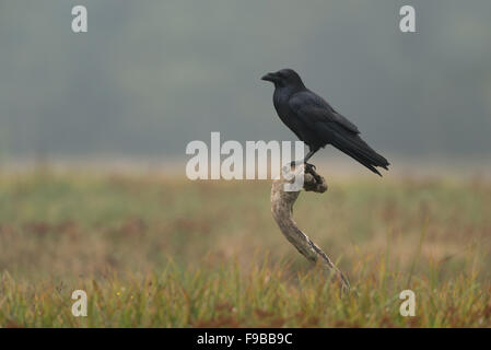 Corvo comune / Kolkrabe ( Corvus corax ) arroccato su un bastone di legno sopra prati aperti di colore autunnale, mattinata nebbiosa, fauna selvatica, Europa. Foto Stock