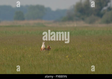 Grande maschio Bustard / Grosstrappe ( Otis tarda ) in abito di allevamento passeggiate nel suo habitat tipico della vasta prateria aperta. Foto Stock