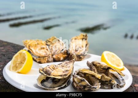 Una mezza dozzina di ostriche con un limone su una piastra di plastica di mangiare all'aperto vicino al mare Foto Stock