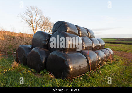 Piramide di silaggio rotoli avvolti in plastica nero in campo. Foto Stock