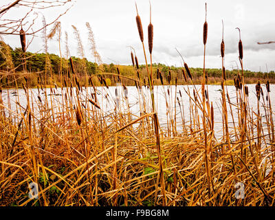 Vista attraverso giunchi di uno dei laghi a Delamere Forest, Frodsham, Cheshire, Inghilterra Foto Stock