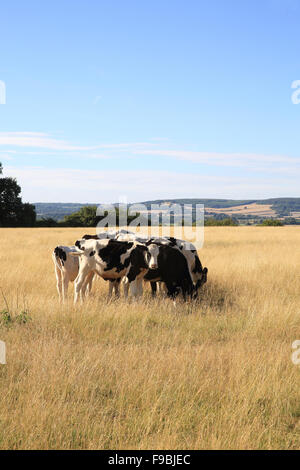 Il frisone mucche al pascolo in un campo nel Kent, con la North Downs stretching dietro, in Inghilterra, Regno Unito Foto Stock