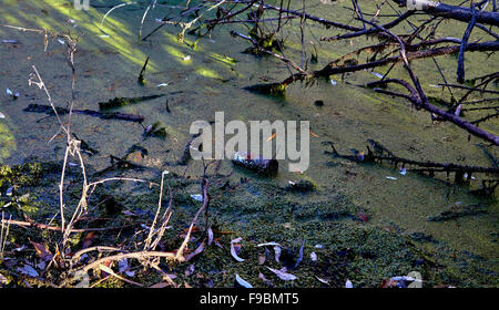 Le Alghe verdi in acqua che circonda un lago con foglie, rami e cestino in acqua Foto Stock
