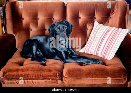 Simpatico cane nero è sdraiato sul divano Foto Stock