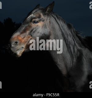 Closeup ritratto cavallo bianco nel buio Foto Stock