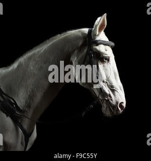 Closeup ritratto cavallo bianco nel buio Foto Stock