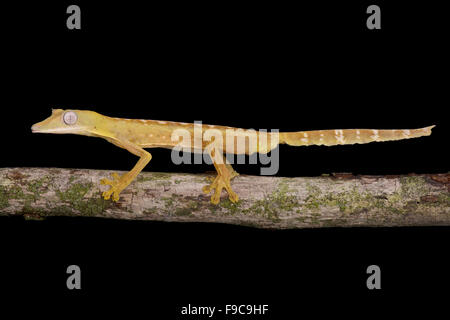 Piatto rigato-tail Gecko (Uroplatus lineatus) Foto Stock