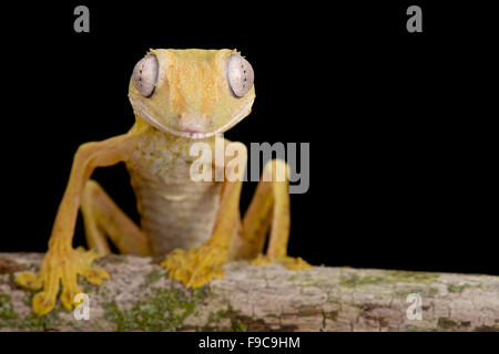 Piatto rigato-tail Gecko (Uroplatus lineatus) Foto Stock