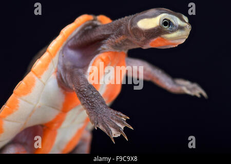 Rosso-panciuto Shortneck tartaruga (Emydura subglobosa) Foto Stock