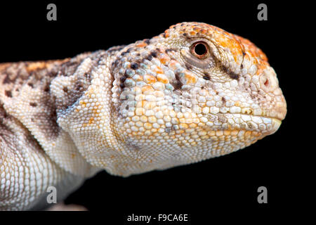 Spinosa Omani-tailed Lizard (Uromastyx thomasi) Foto Stock