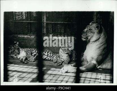 1964 - Il mondo solo ''Leopons''-crescono. Prole rare presso lo Zoo di giapponese: il 190 giorno vecchio ''Leopon'' cubs-metà leopardo e metà lion-nato al Hanshin Park Zoo, vicino a Kobe, Giappone-stanno crescendo in bella animali. Il loro padre è un Leopard e la madre una leonessa-sono un maschio e una femmina e mentre la femmina può salire la struttura ad albero nella gabbia per il maschio non è in grado di fare in modo che egli è piuttosto più goffo. Il rivestimento della femmina è sempre più chiaro-mentre quella del maschio-più scuro. Mostra fotografica. La leonessa Madre veglia su di lei a due insoliti, neonati in gabbia presso lo Zoo di Hanshin, vicino a Kobe, japa Foto Stock