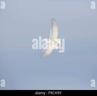 Civetta delle nevi, Bubo scandiacus, in inverno paesaggi innevati, maschio Foto Stock