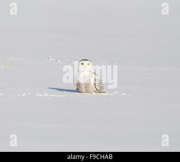 Civetta delle nevi, Bubo scandiacus, in inverno paesaggi innevati, Foto Stock