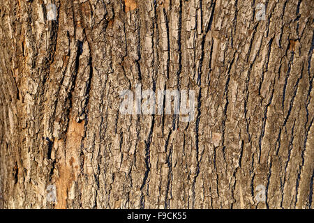 La corteccia della quercia fotografato vicino fino Foto Stock