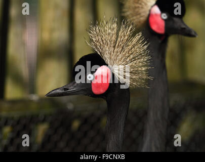 Nero gru coronata Foto Stock